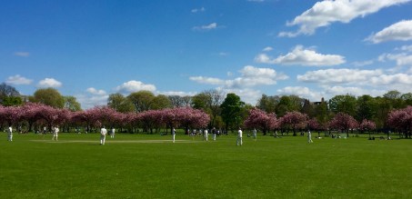 Cricket on the Meadows