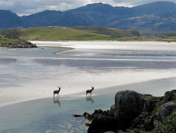 deer on uig sands isle of lewis